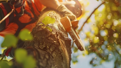 Key Services That Transform Your Property’s Safety and Overall Appearance